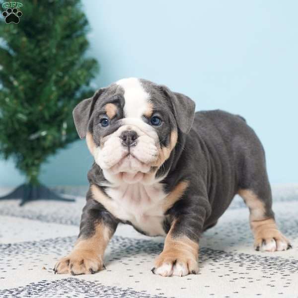 DODGE, English Bulldog Puppy